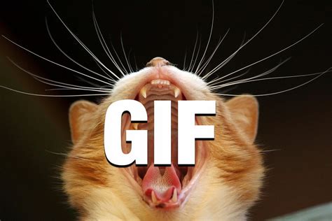 gif lustig